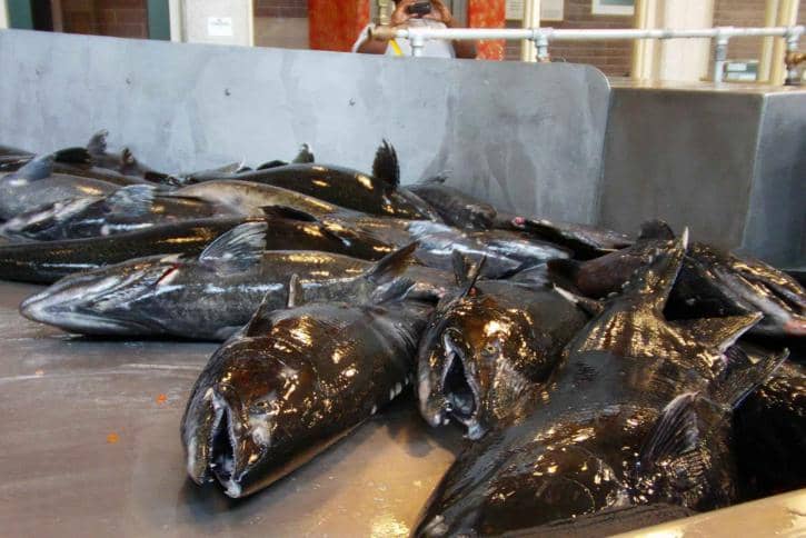 Skilled Fish Cutters