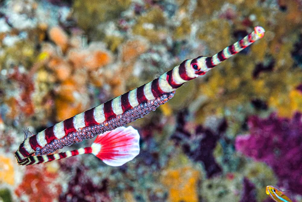 Exotic Reef Fish