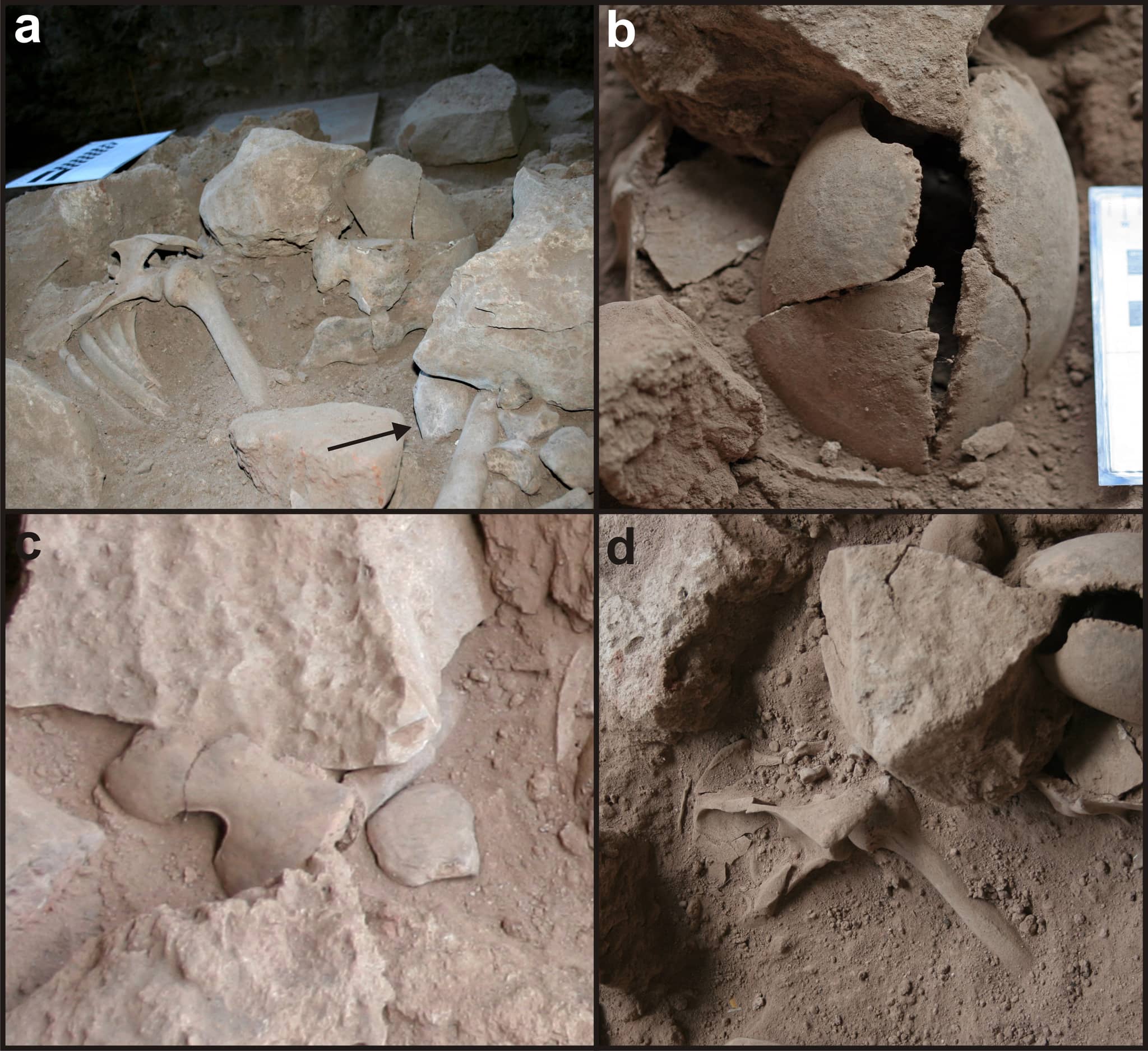 Megafauna Fossils