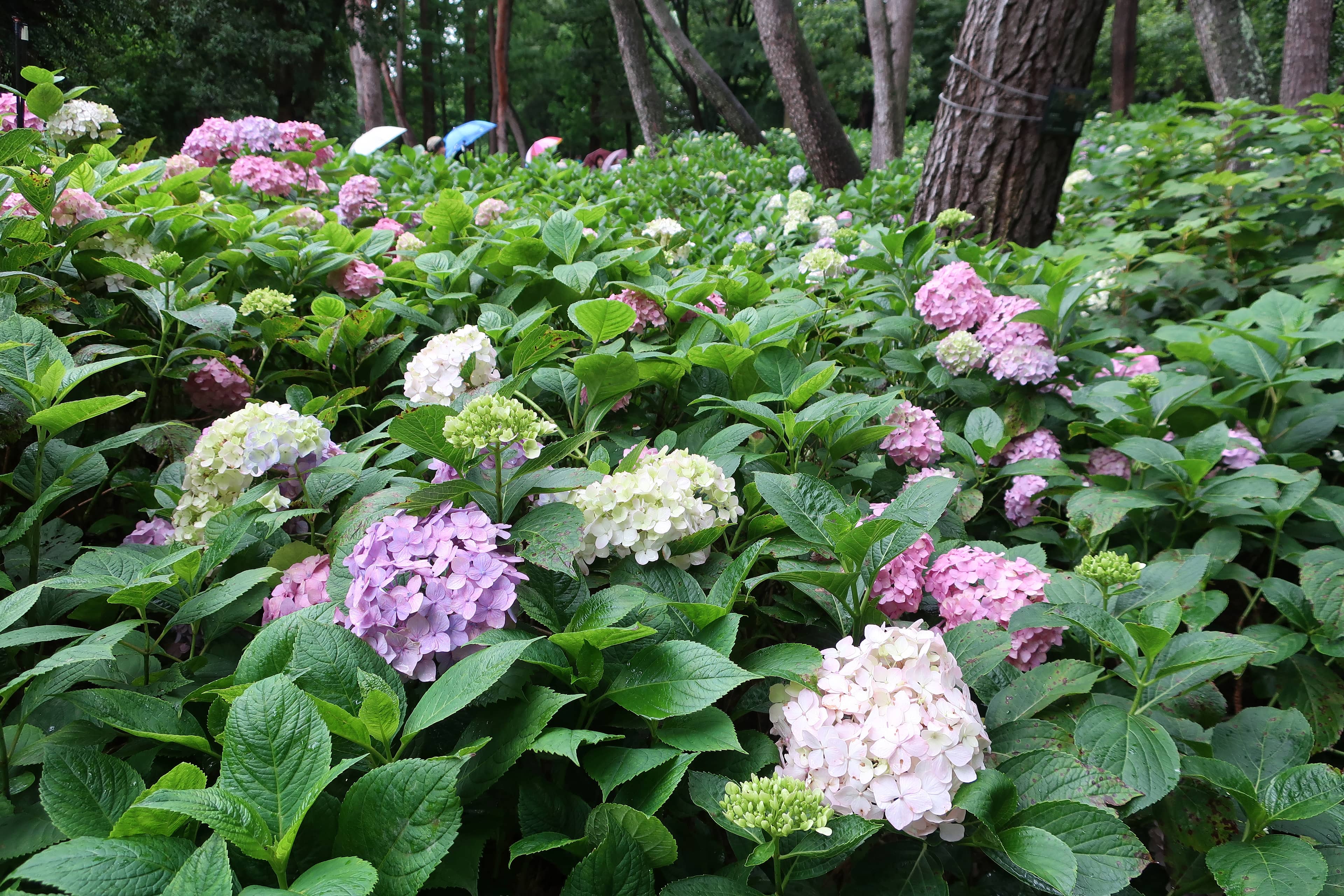 Seasonal Flower Displays