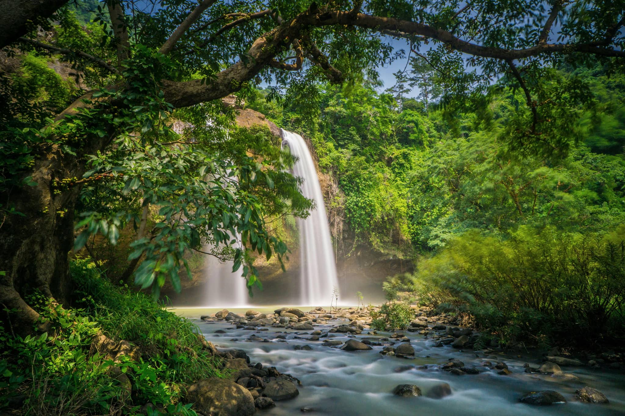 Deep Rainforest Immersion