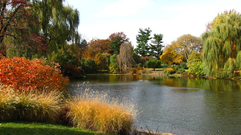 Serene Ponds and Landscapes