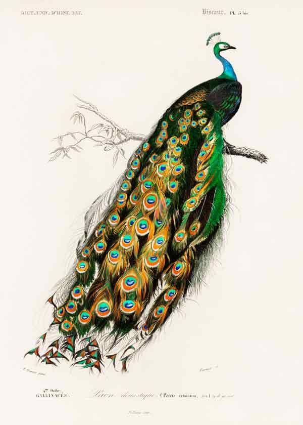 Artist Prints for Sale