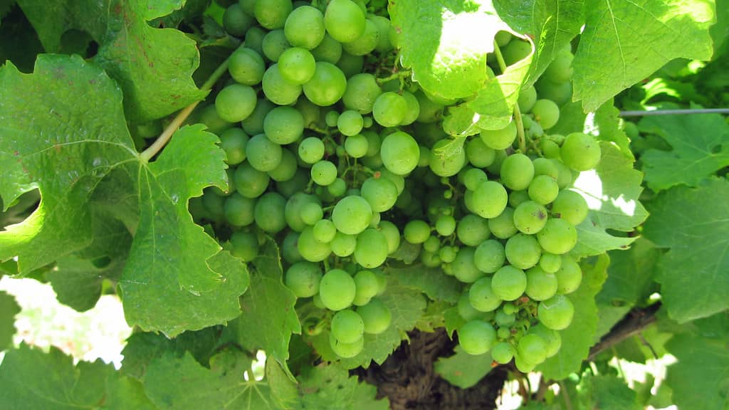 Fruit Picking Adventures