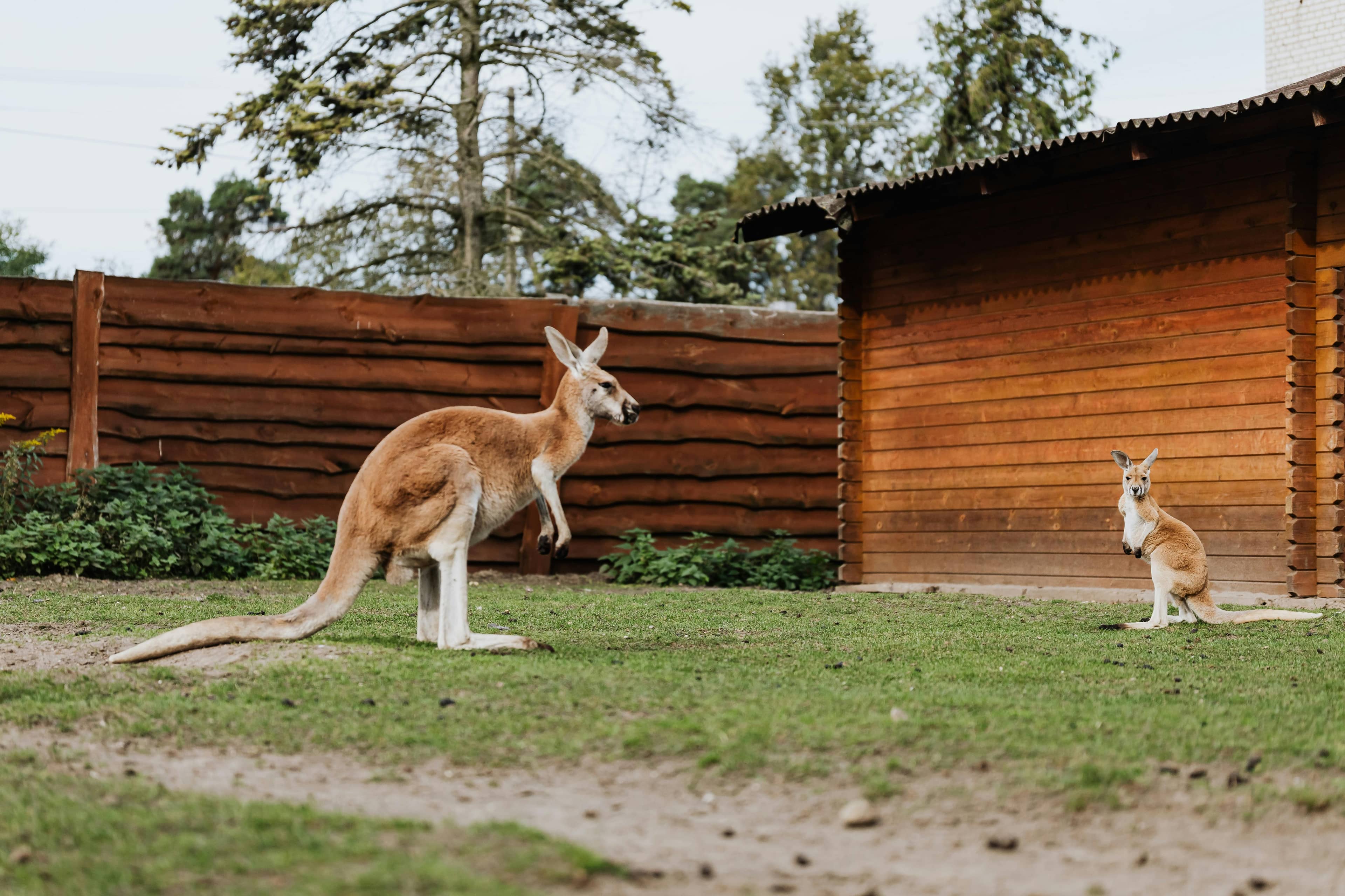 Kangaroo Encounter