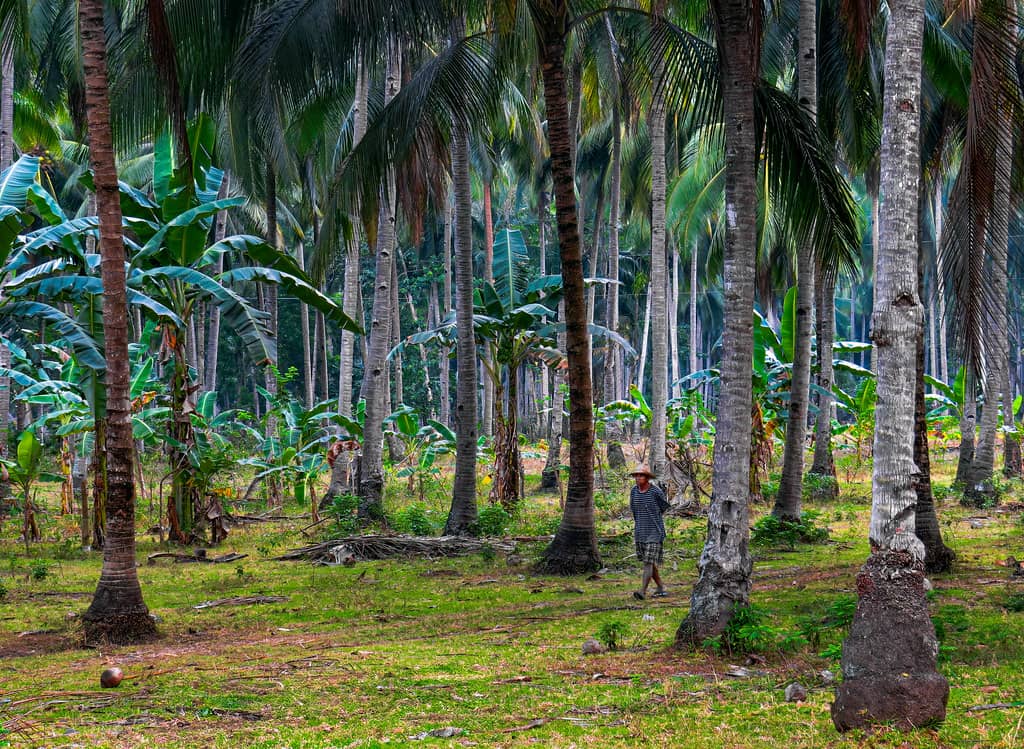 Coconut Grove Walking Tour