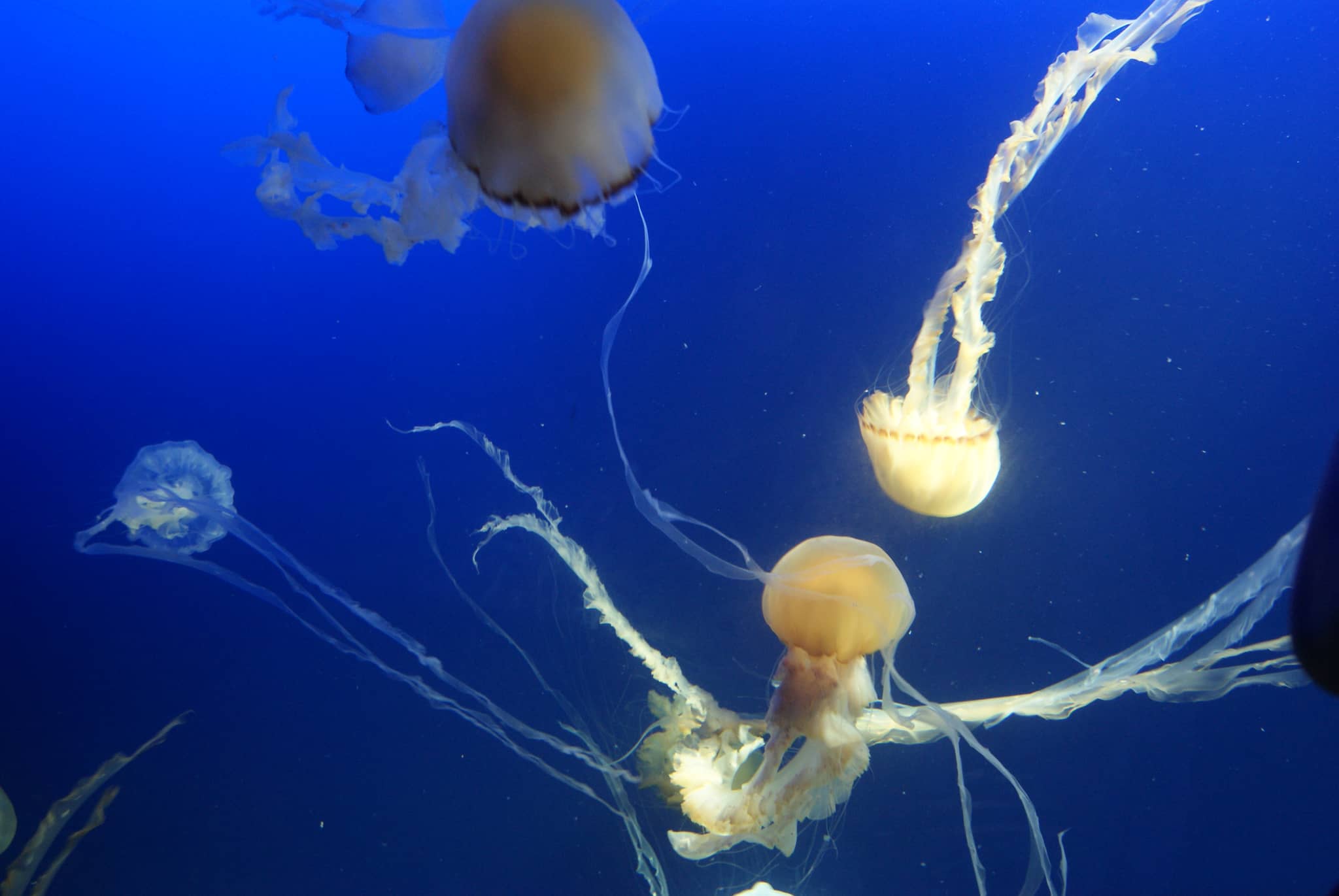 Jellyfish Wonderland