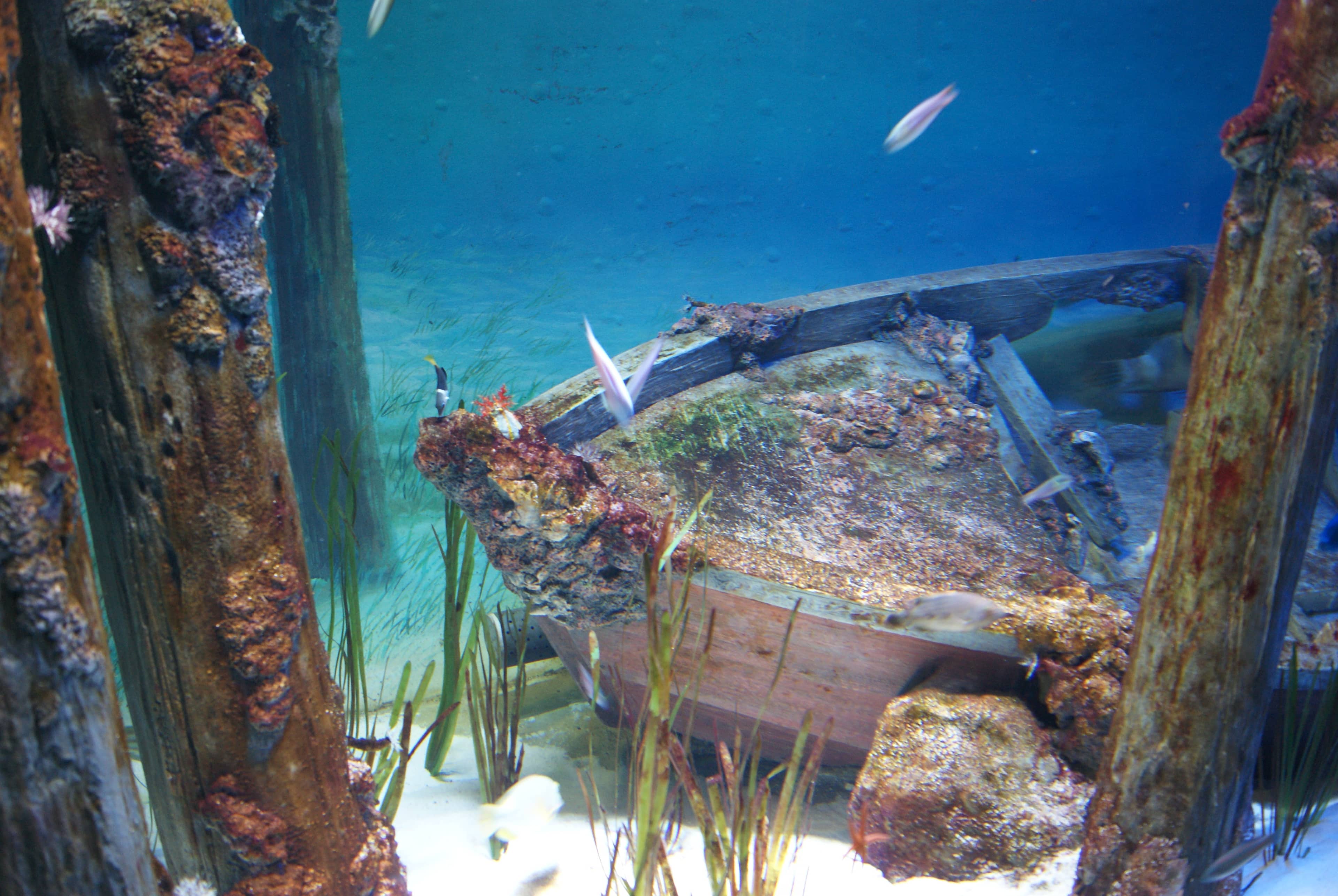 Shipwreck Exploration