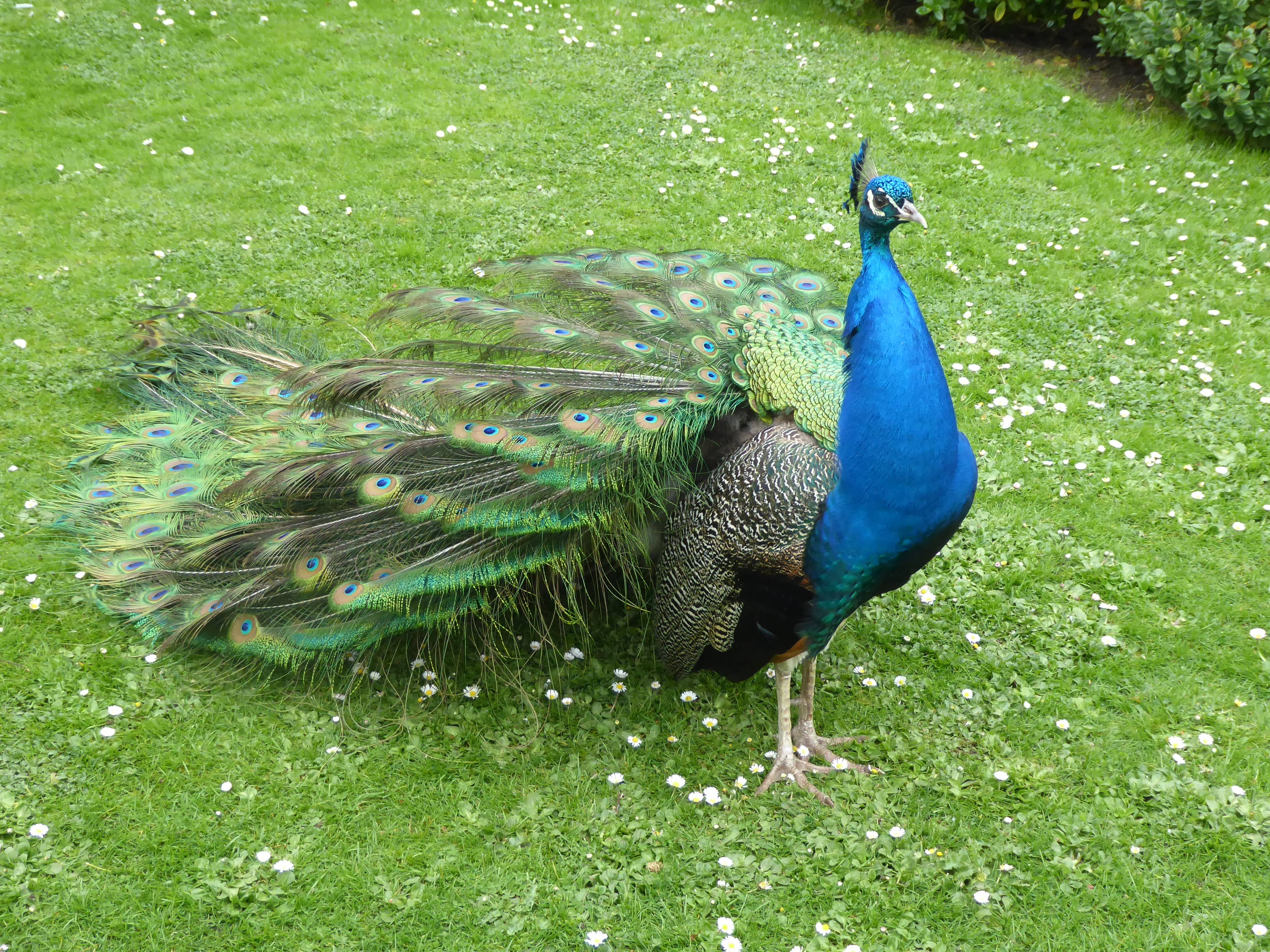 Resident Peacocks
