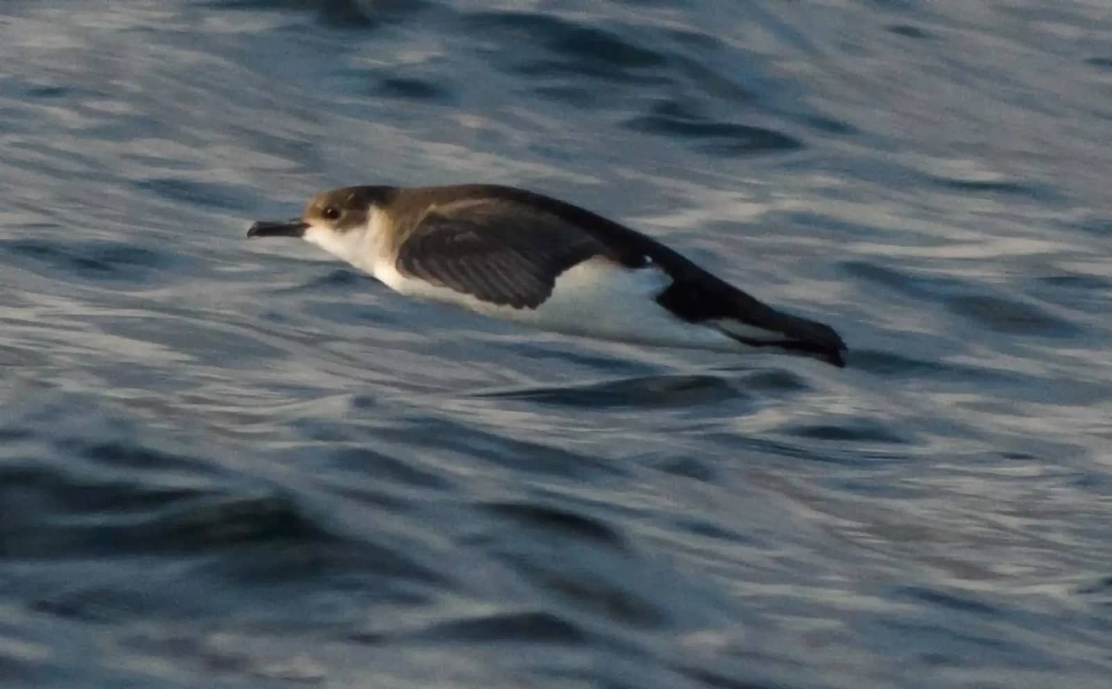Abundant Marine Wildlife