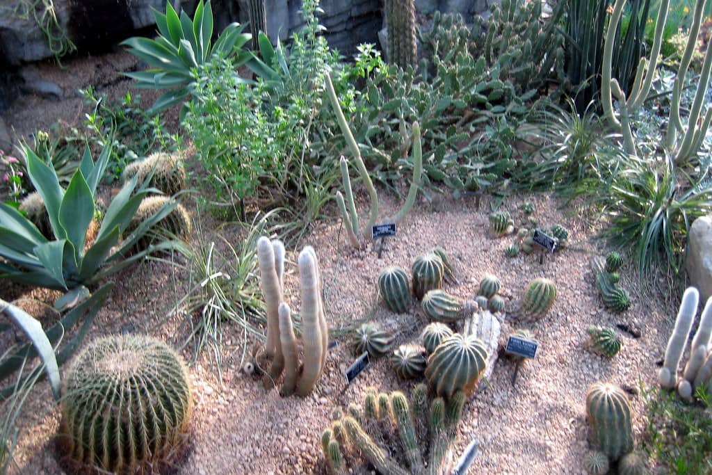 Cactus & Succulent Collection