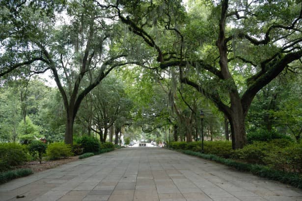 Lush Green Spaces and Shady Oaks
