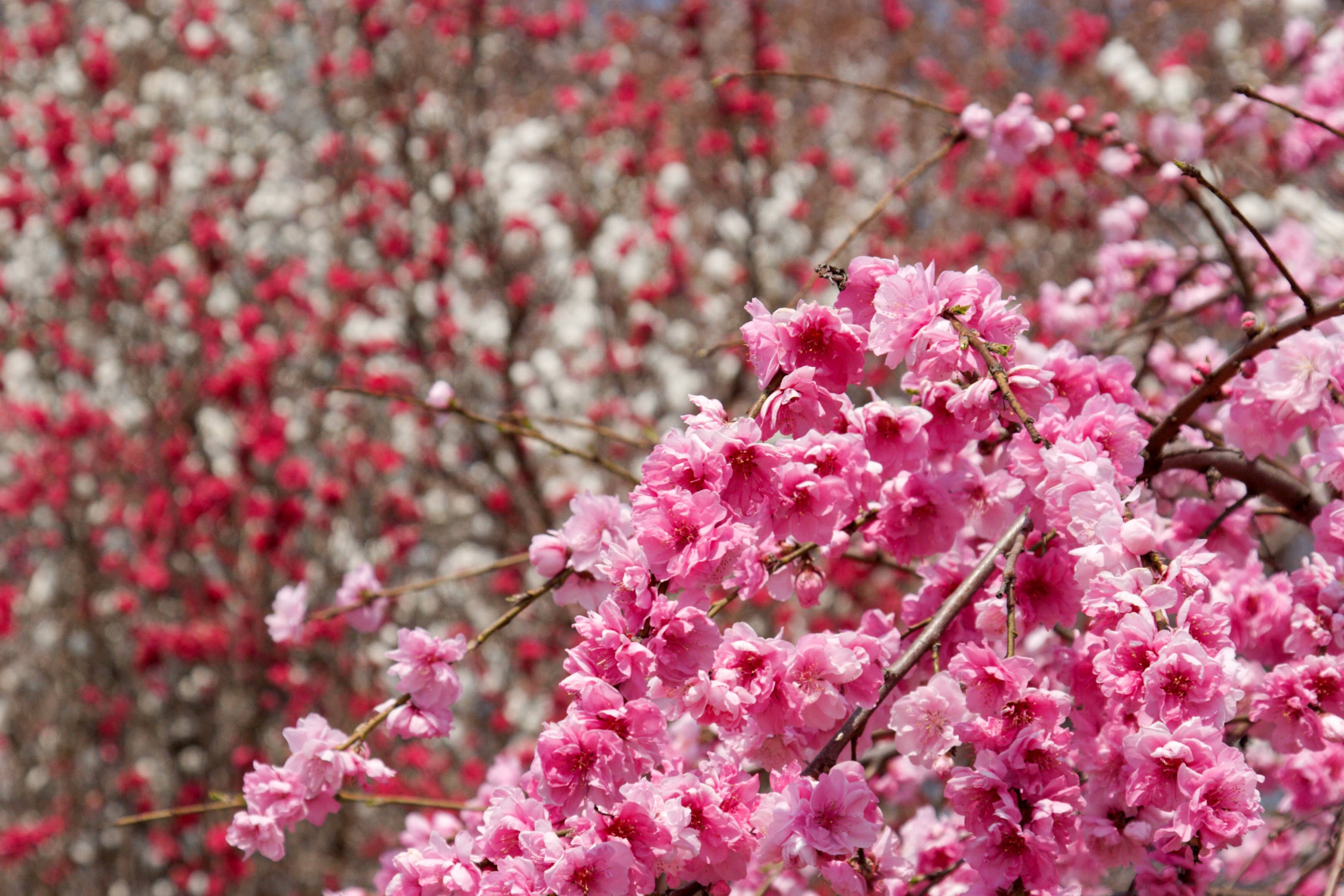 Cherry Blossom Spectacle