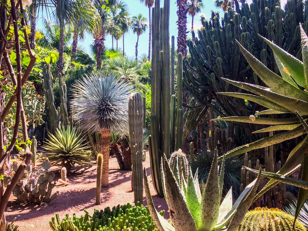 Exotic Plant Collection