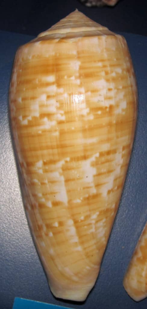 Shells in Fashion Exhibit