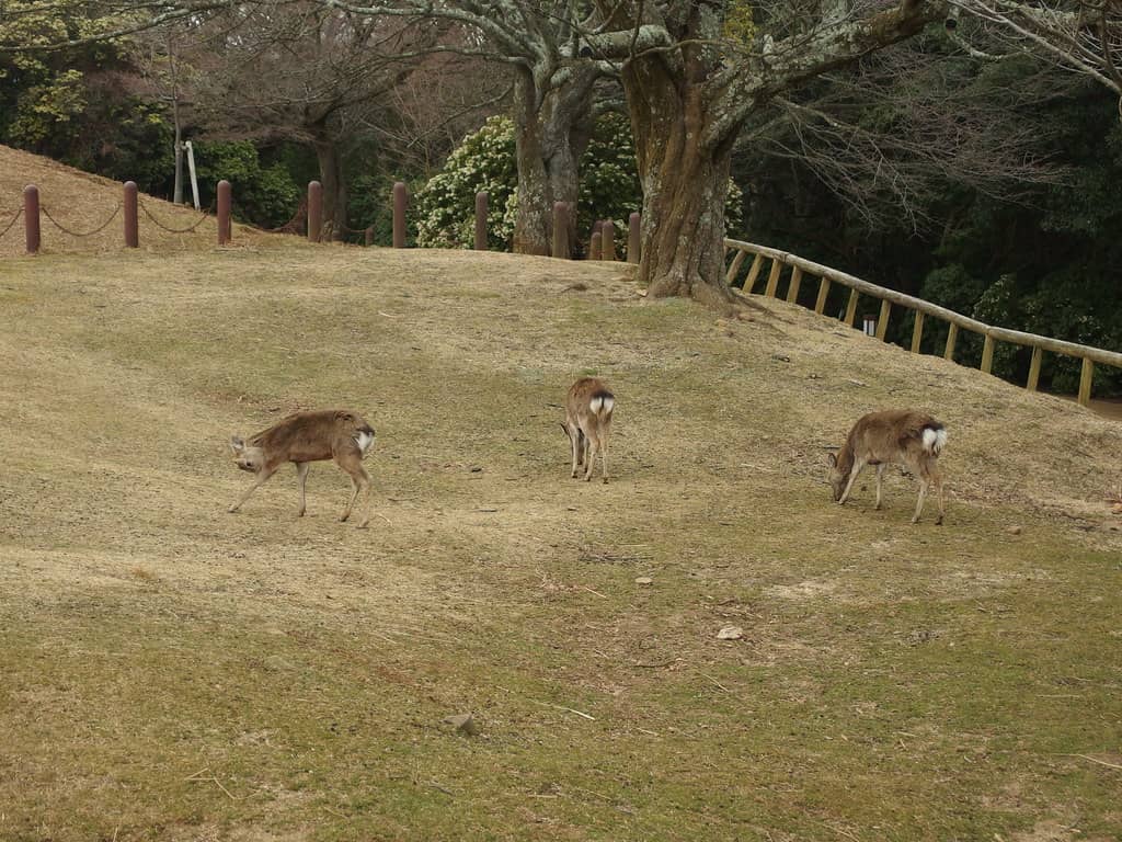 Deer Encounters