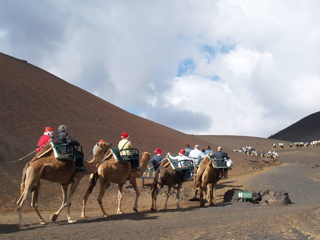 Camel Rides