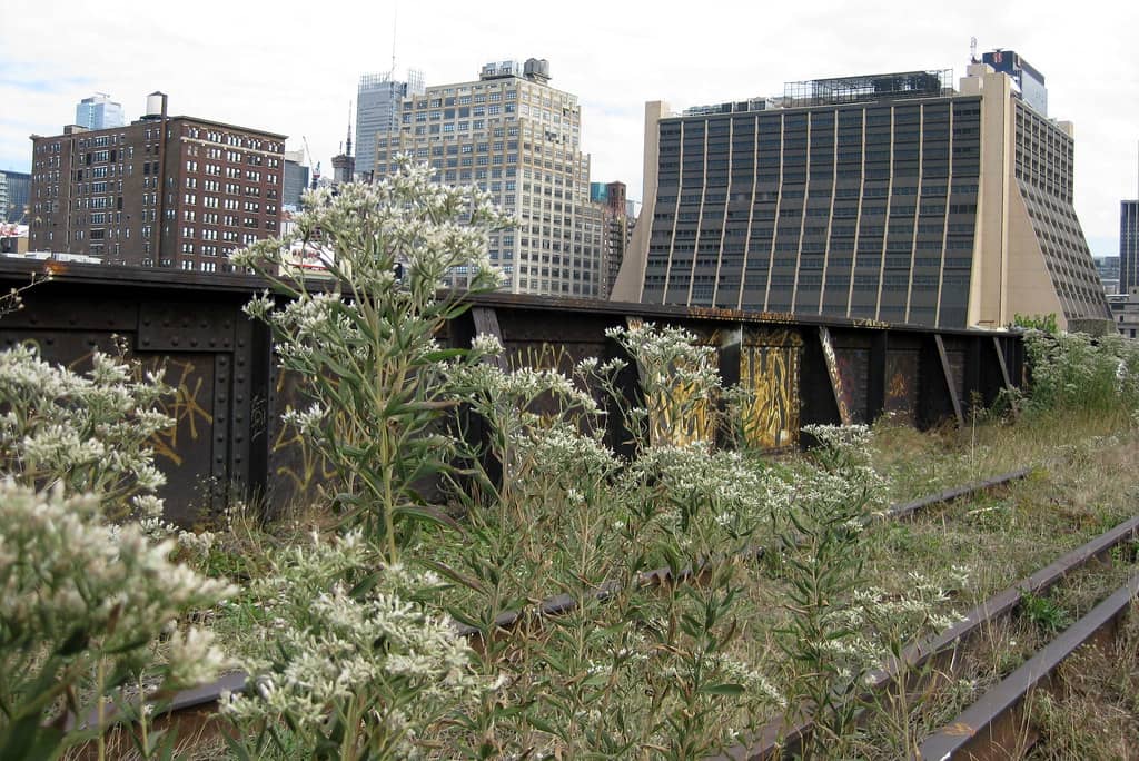 The High Line