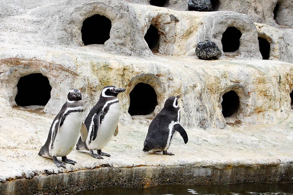 Penguin Island