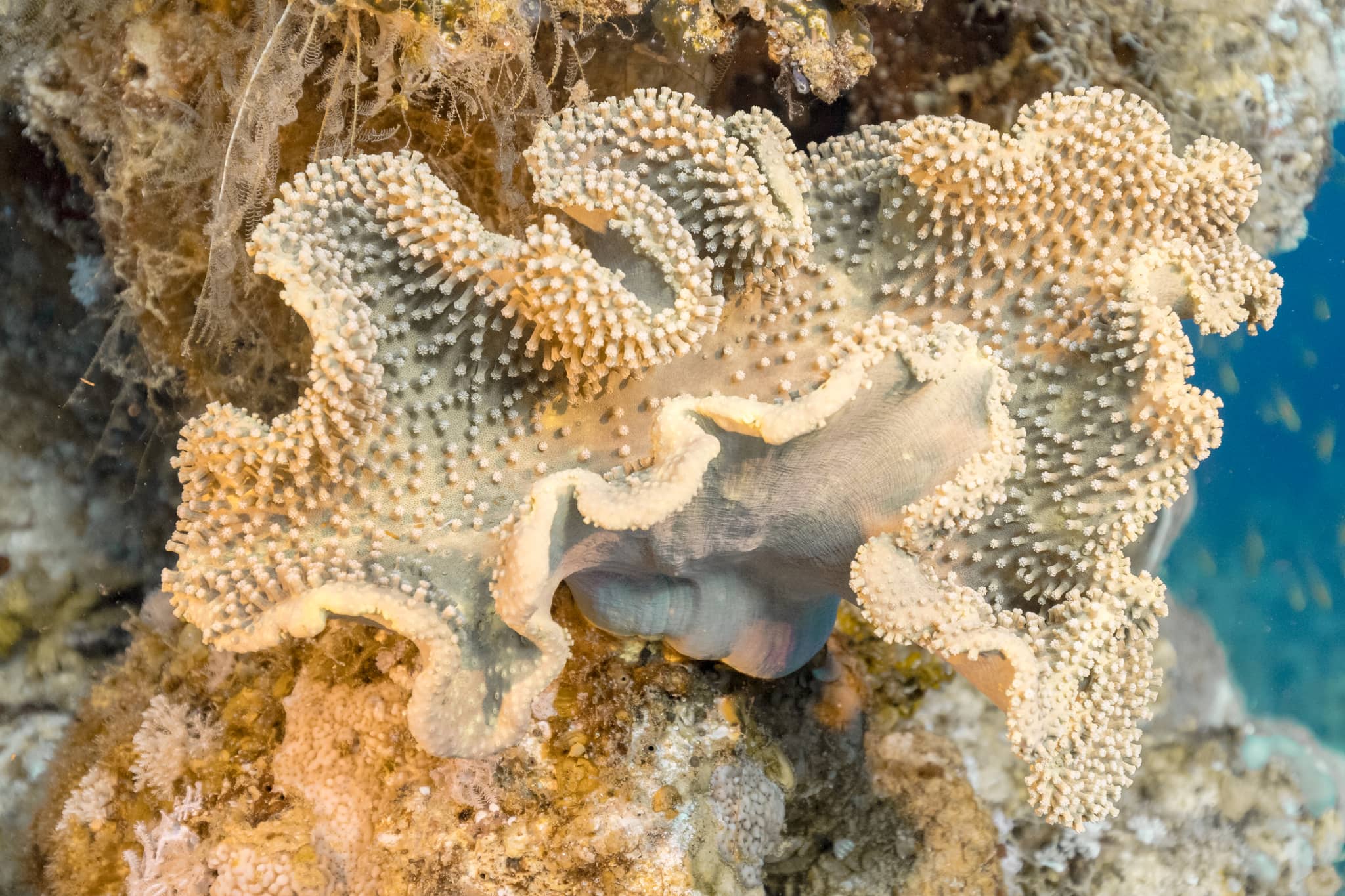 Coral Reefs & Marine Life
