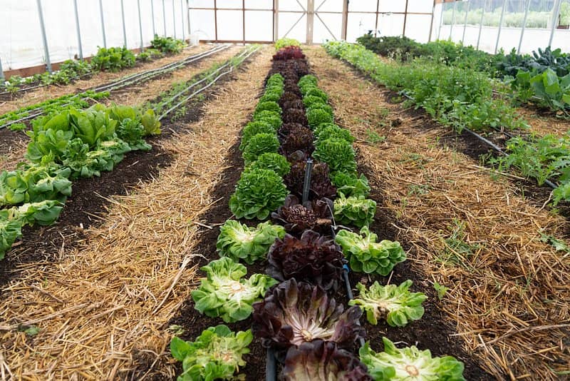 Kitchen Garden & Produce