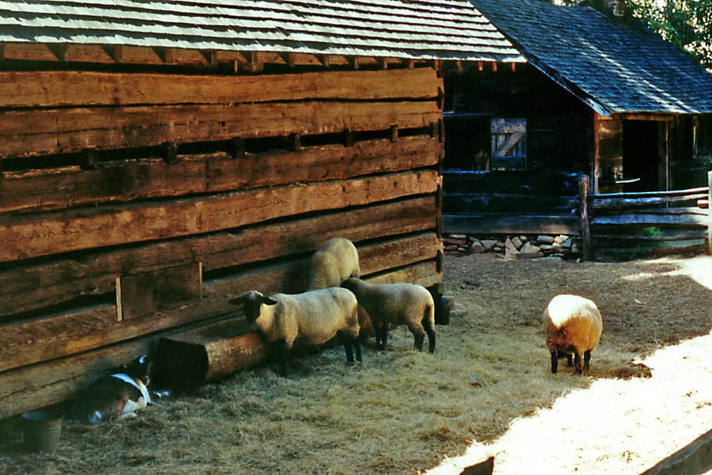 Sheep & Goats
