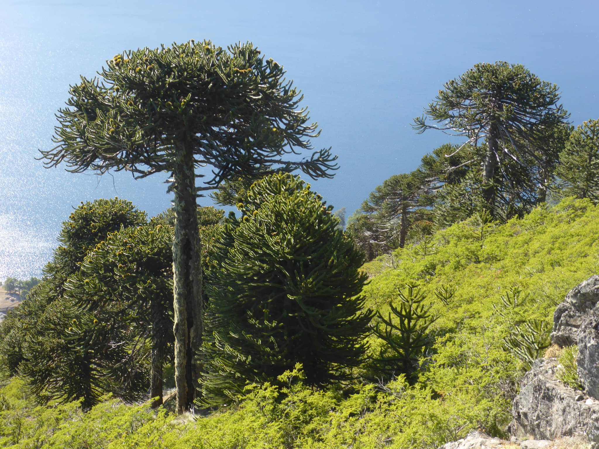 Araucária Trees