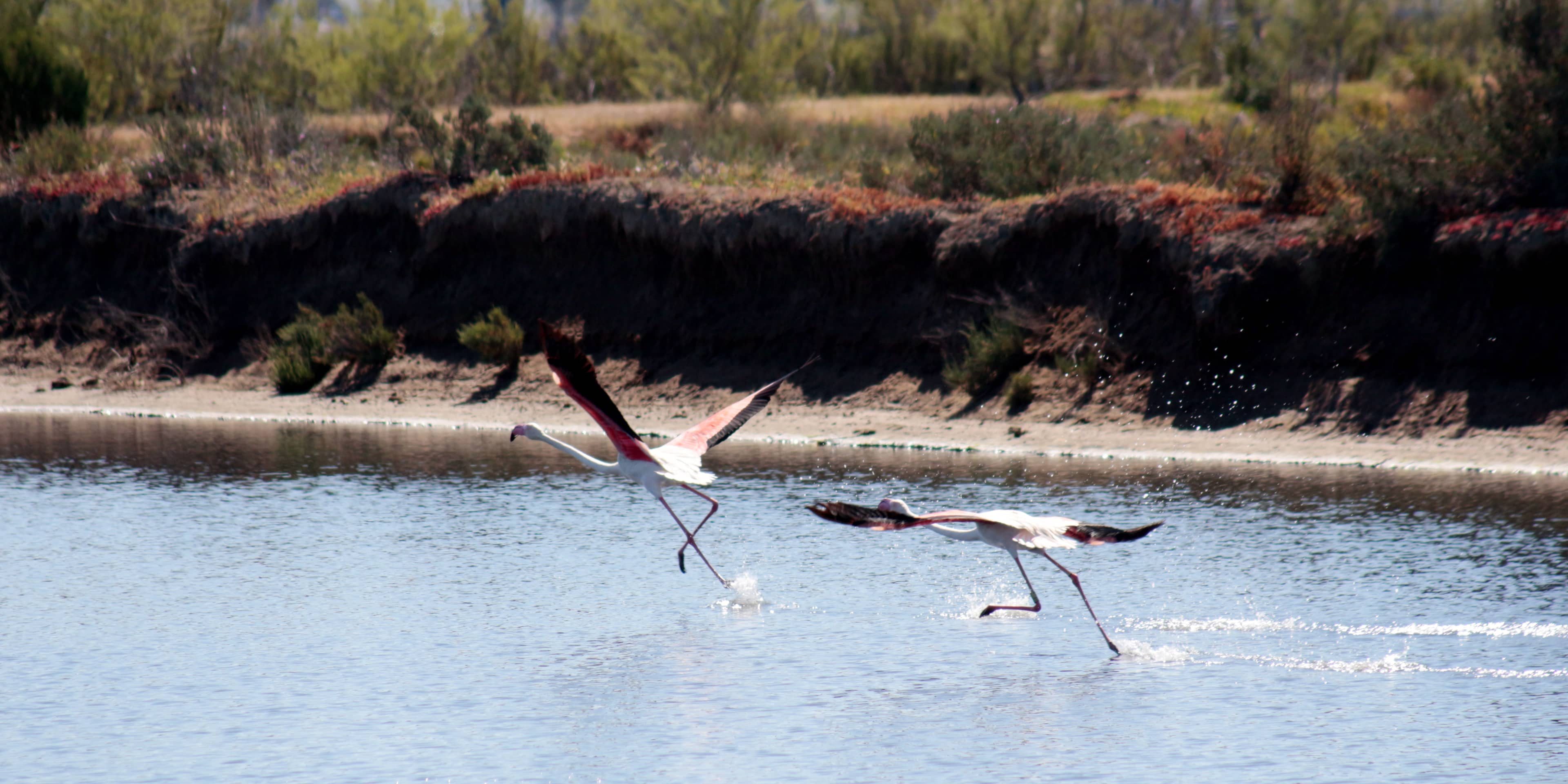 Marismas del Odiel Natural Park