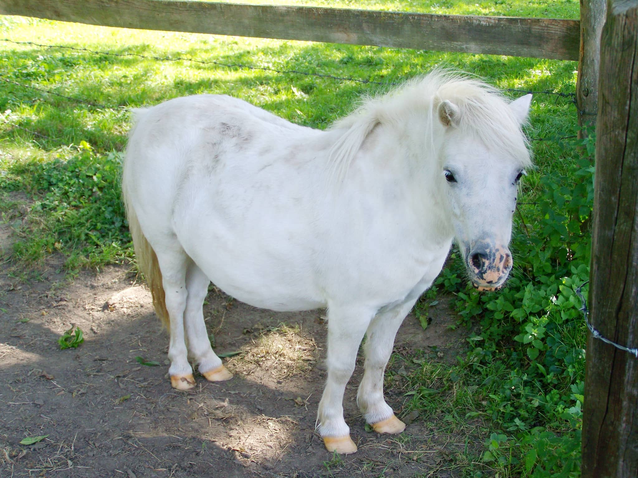Miniature Animal Encounters