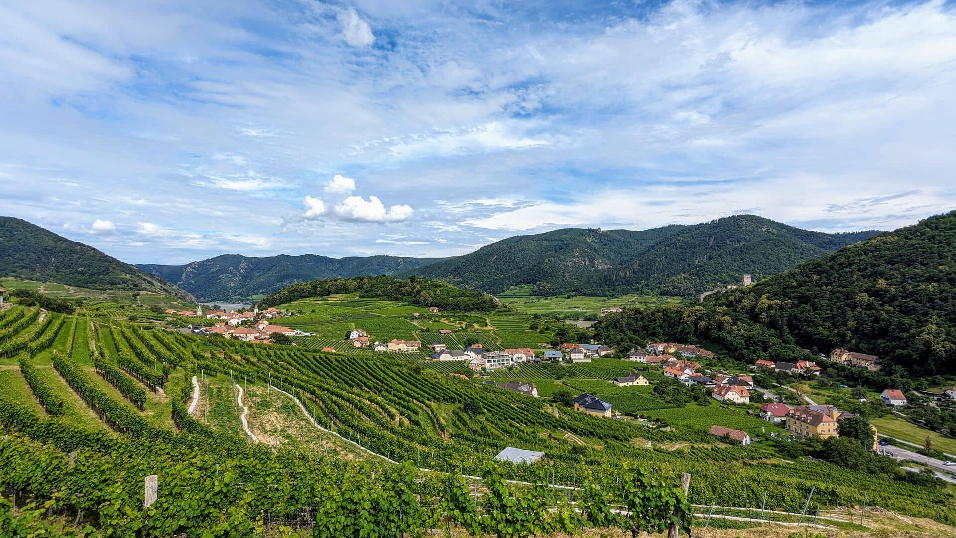 Vineyard Visits & Wine Tasting