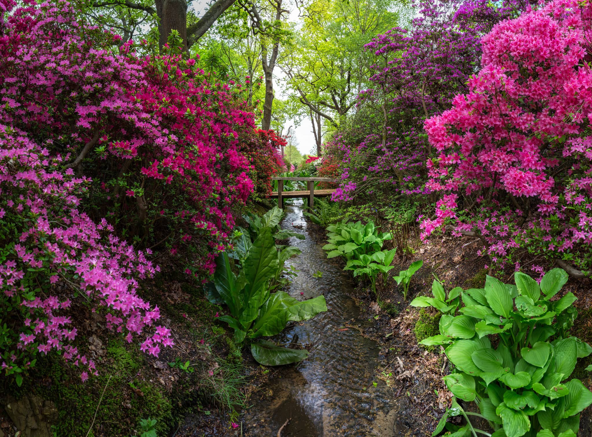 Woodland Walks