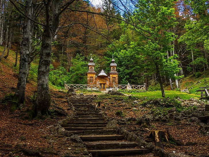 Serene Forest Setting