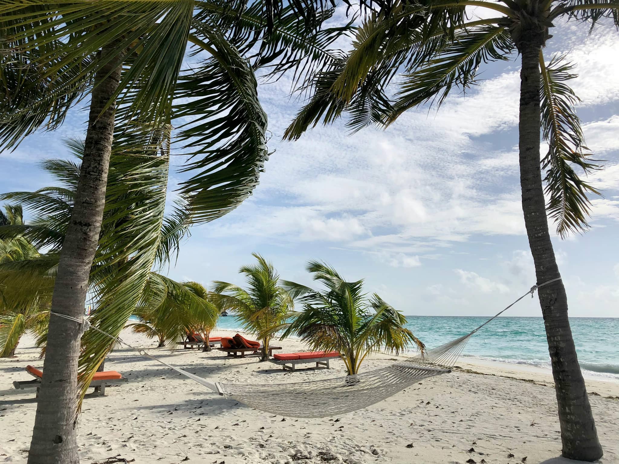 Palm-Fringed Relaxation