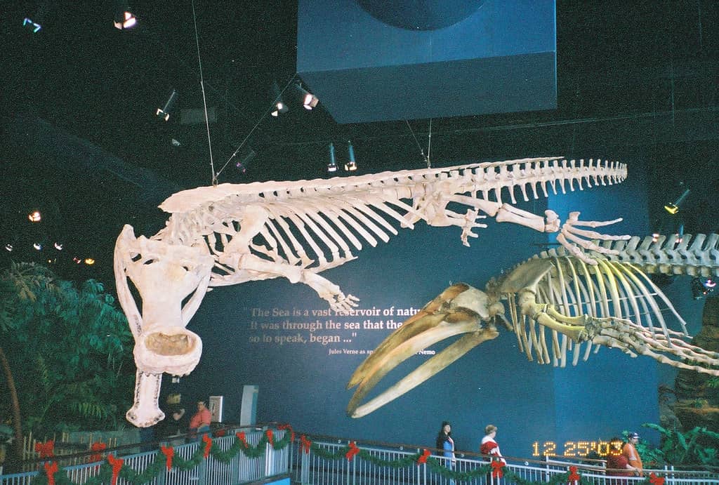 Unusual Skeletons & Artifacts