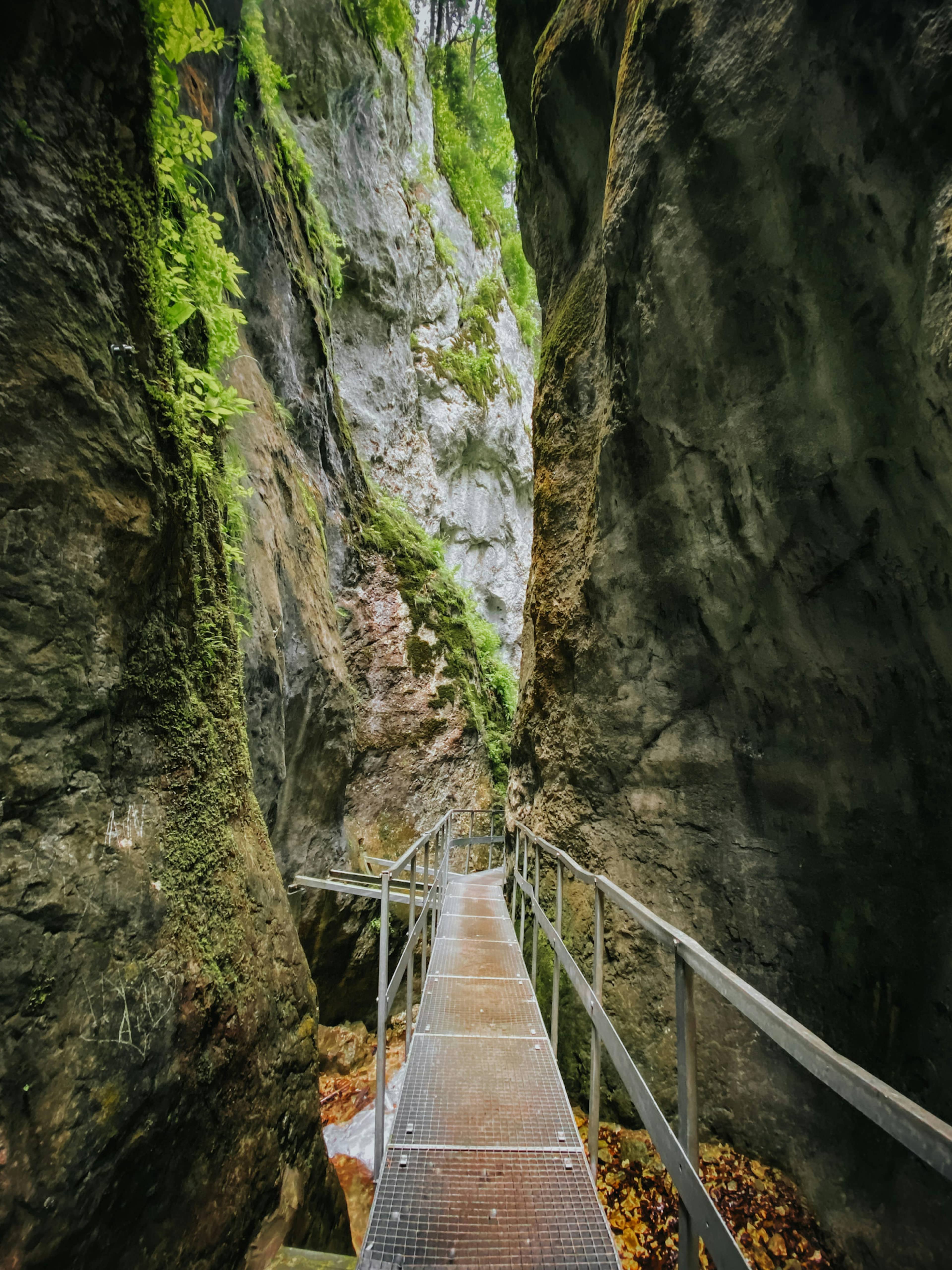 Scenic Forest Trails