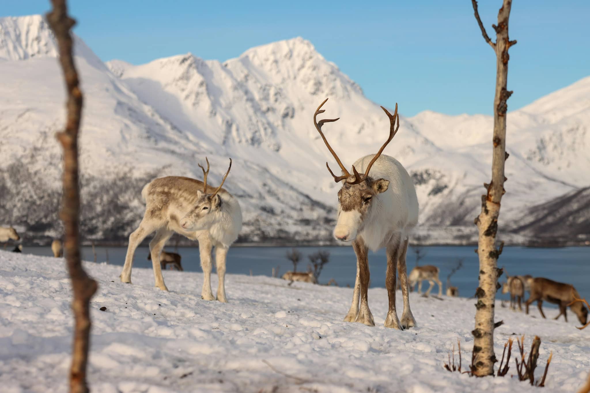 Arctic Reindeer Experience