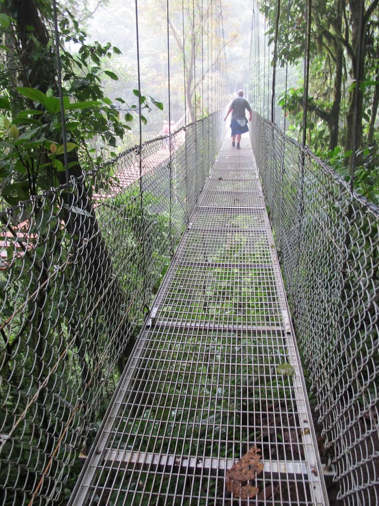 Rainforest Canopy Views