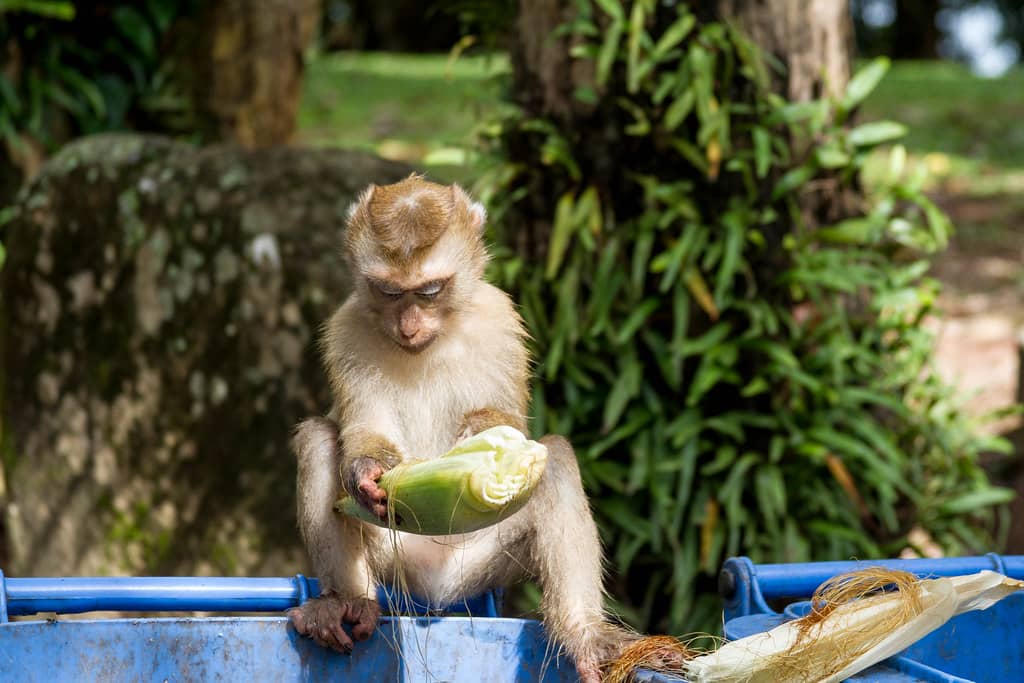 Panoramic Phuket Views