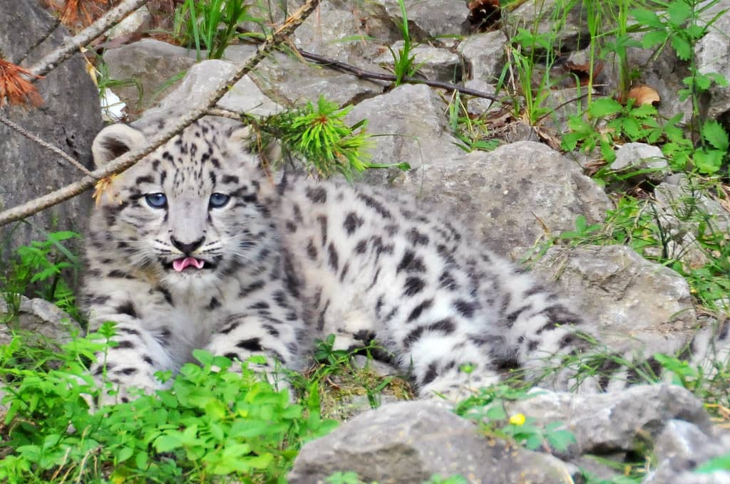Snow Leopard Cubs