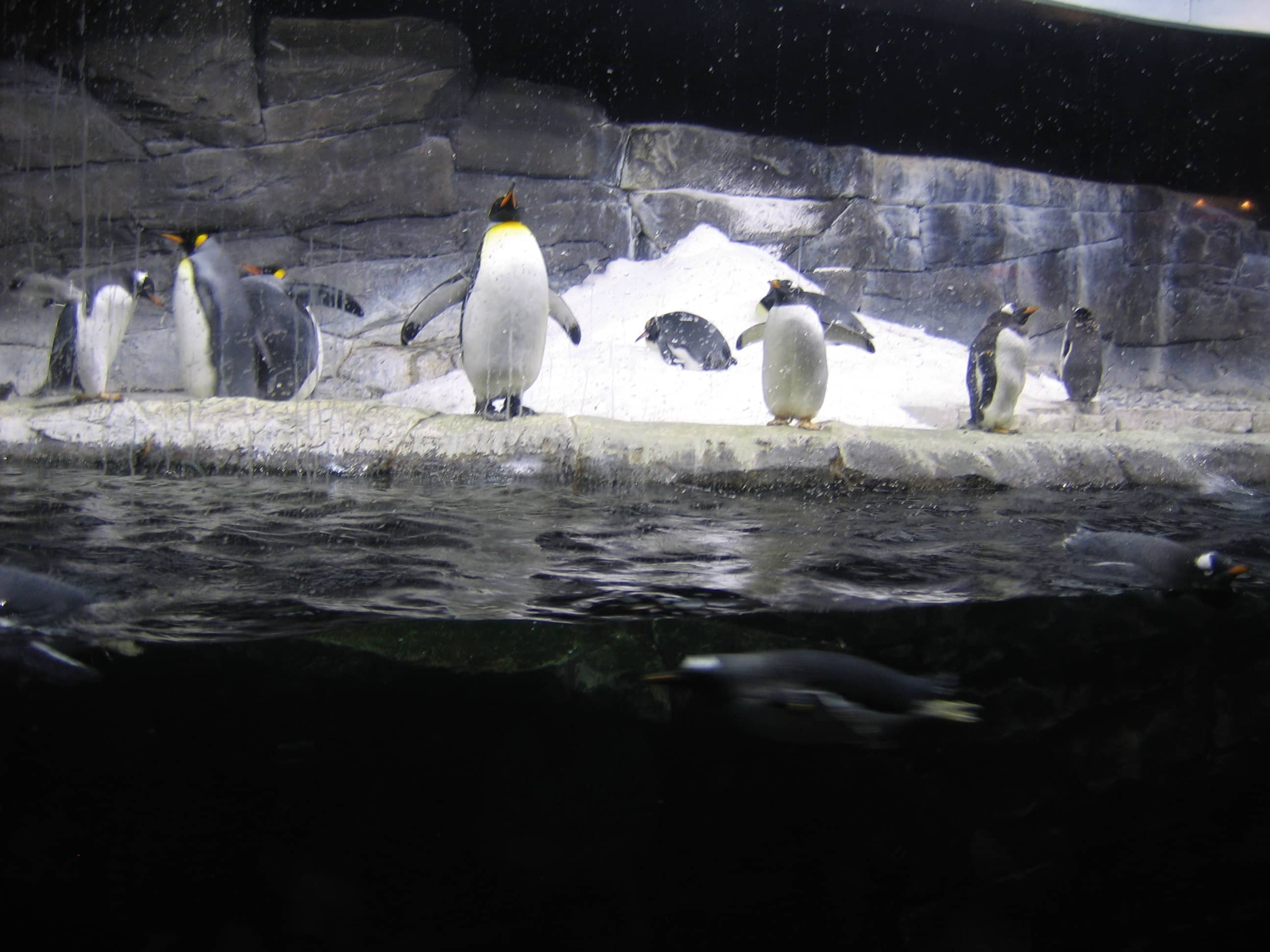 Penguin Promenade