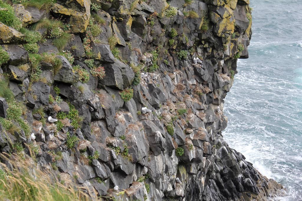 Bird Cliffs