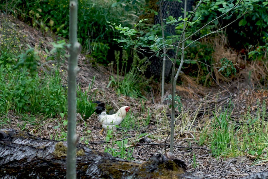 Birdwatching Hotspot