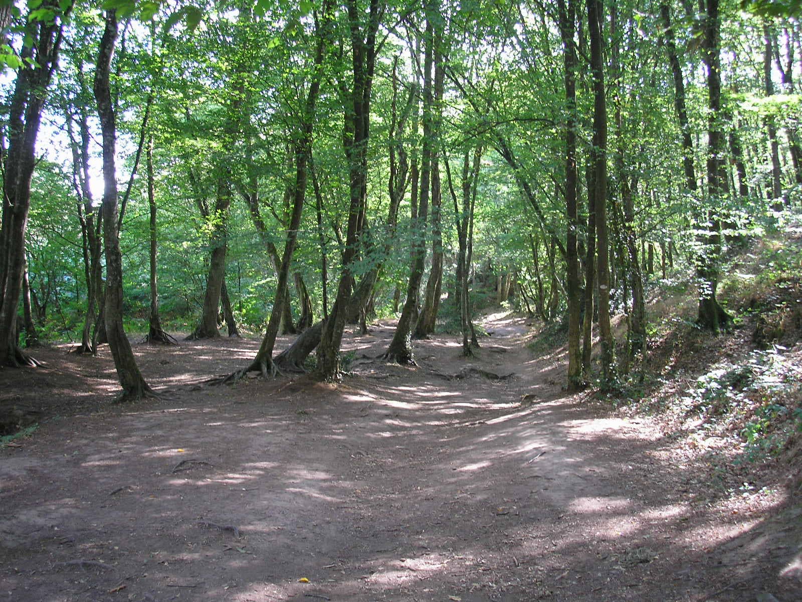 The Whispering Forest Trails