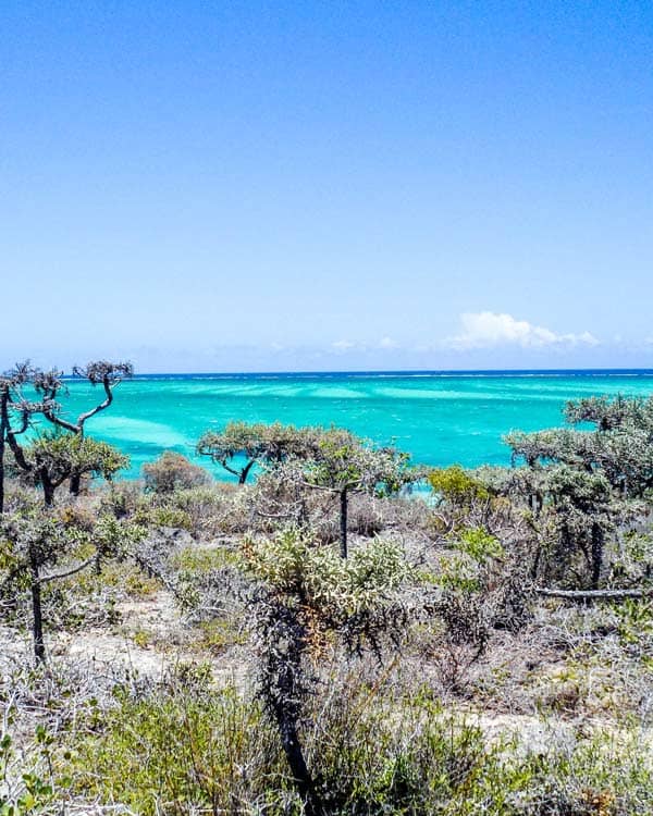 Tranquil Tree-Lined Streets