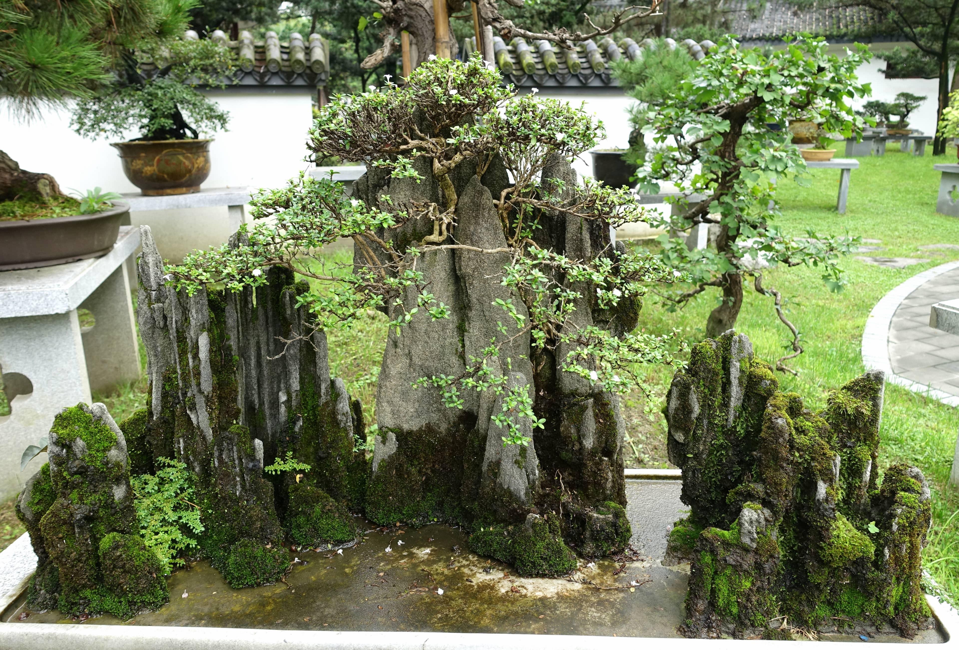 Bonsai Garden