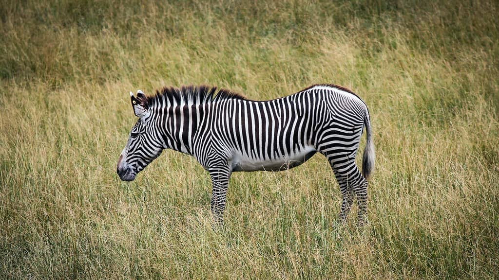 The Wilds: Open-Air Safari