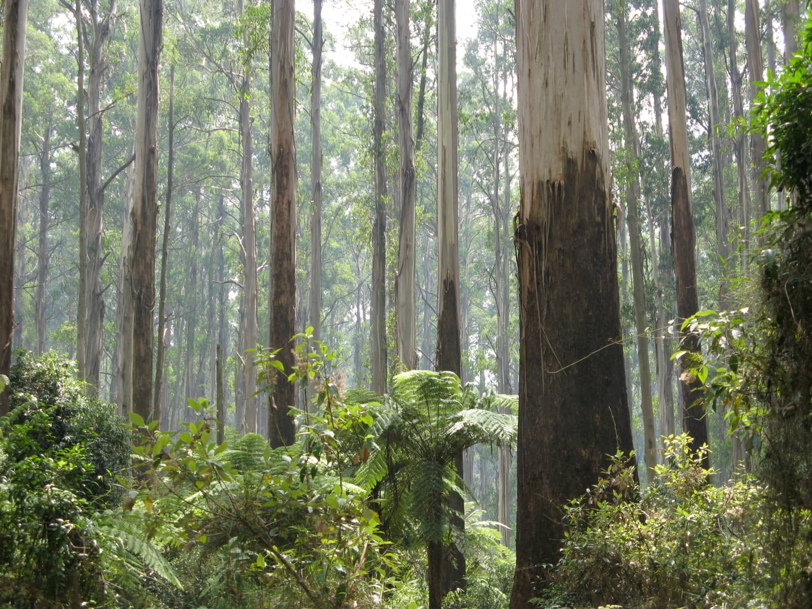 Towering Mountain Ash