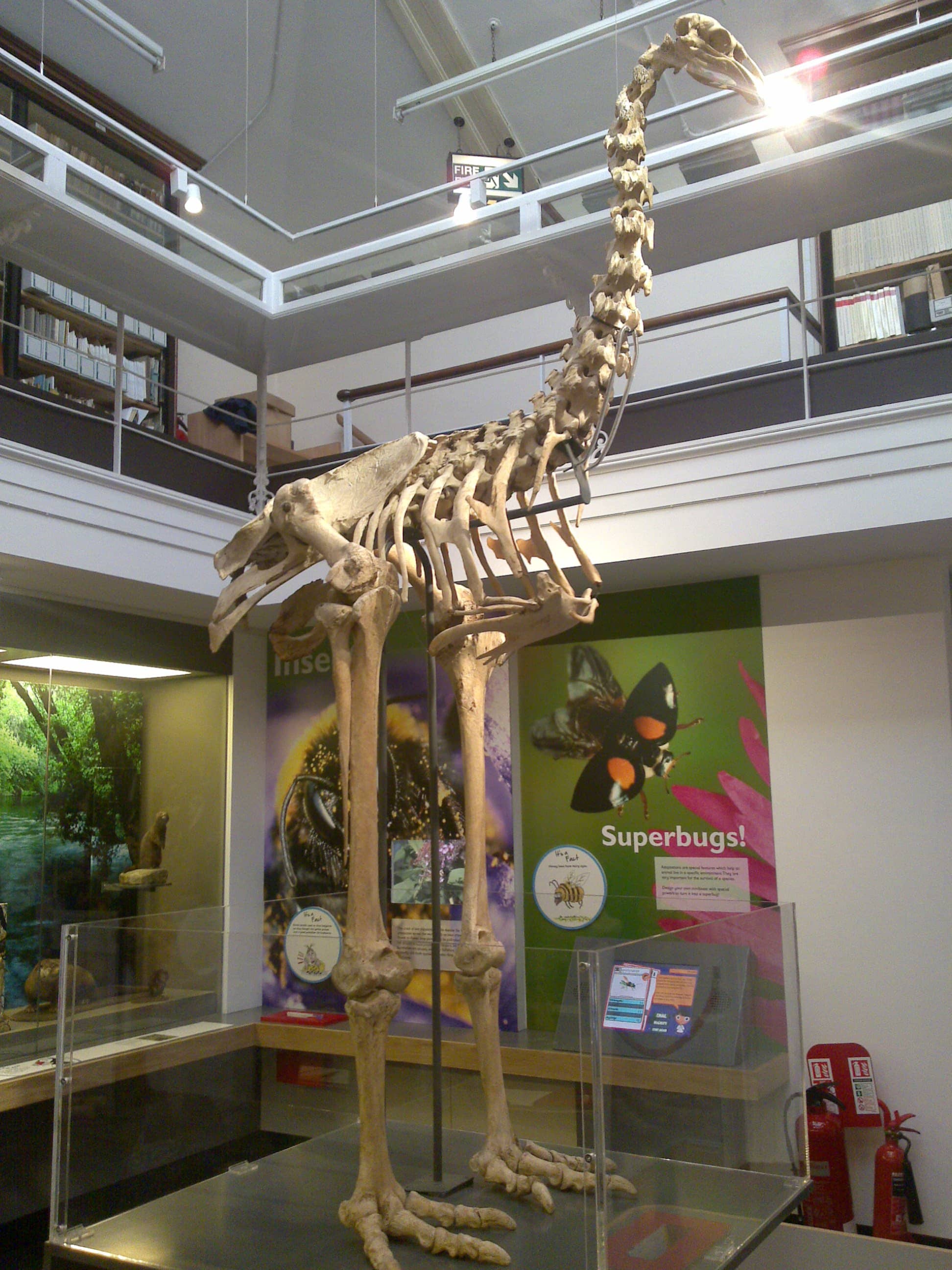 Dinosaur Fossils