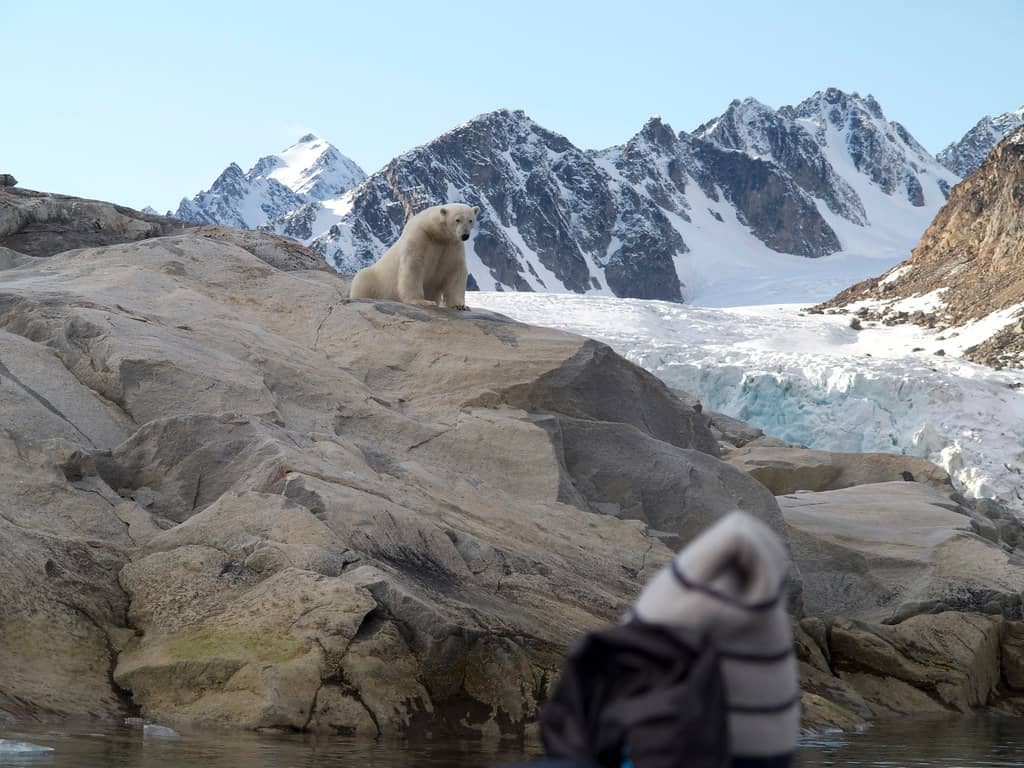 Arctic Wildlife Spotting