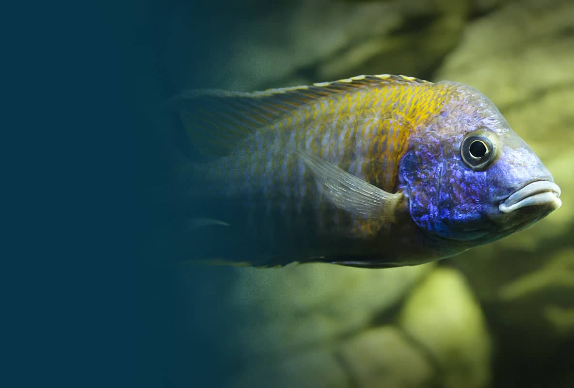 Lake Ohrid Biodiversity